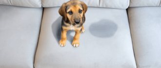 Effective ways to get rid of stains and odor from urine: human and pets
