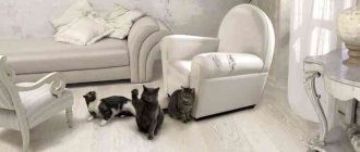How to restore a scratched sofa and what to do with the cat afterwards