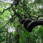 пальма каламус, ротанг натуральный