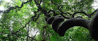 calamus palm, natural rattan