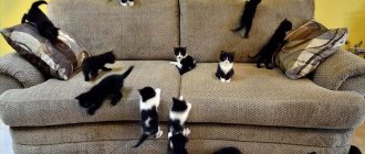 Smell of cat urine from the sofa